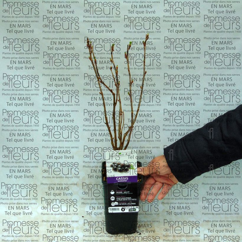 Esempio di esemplare Ribes nero Noiroma Vaso da 1L/1,5L, A cespuglio come consegnato