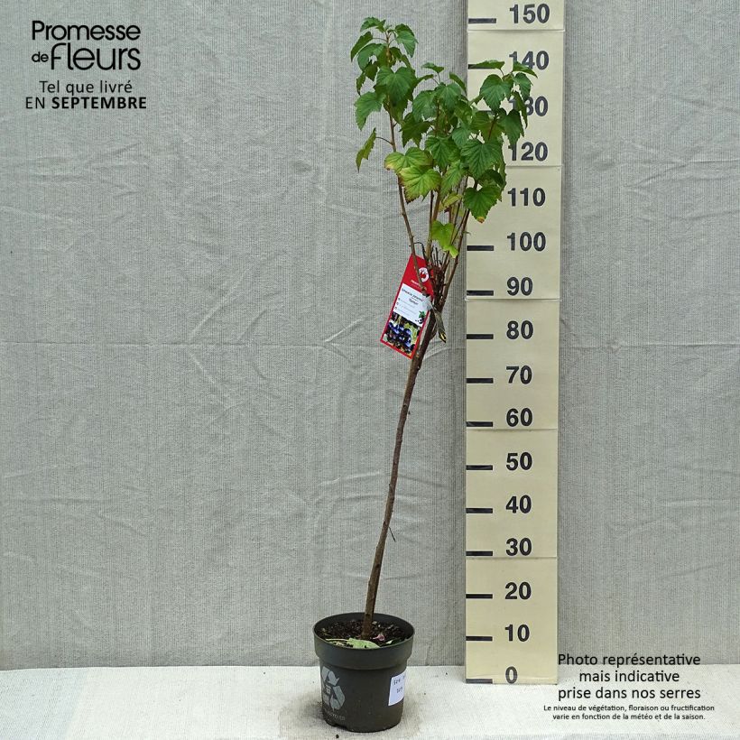Esemplare di Ribes nero Ojebyn Vaso da 6L/7L, Vaso impalcato come consegnato in autunno