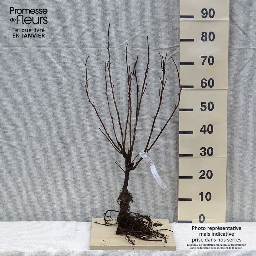 Ribes nero - Ribes nigrum Piante piccole a radice nuda, A cespuglio esemplare consegnato in inverno