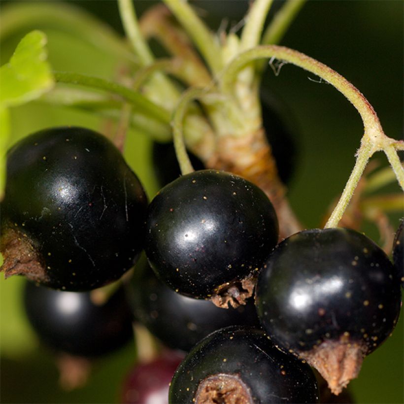 Ribes nero Titania (Harvest)