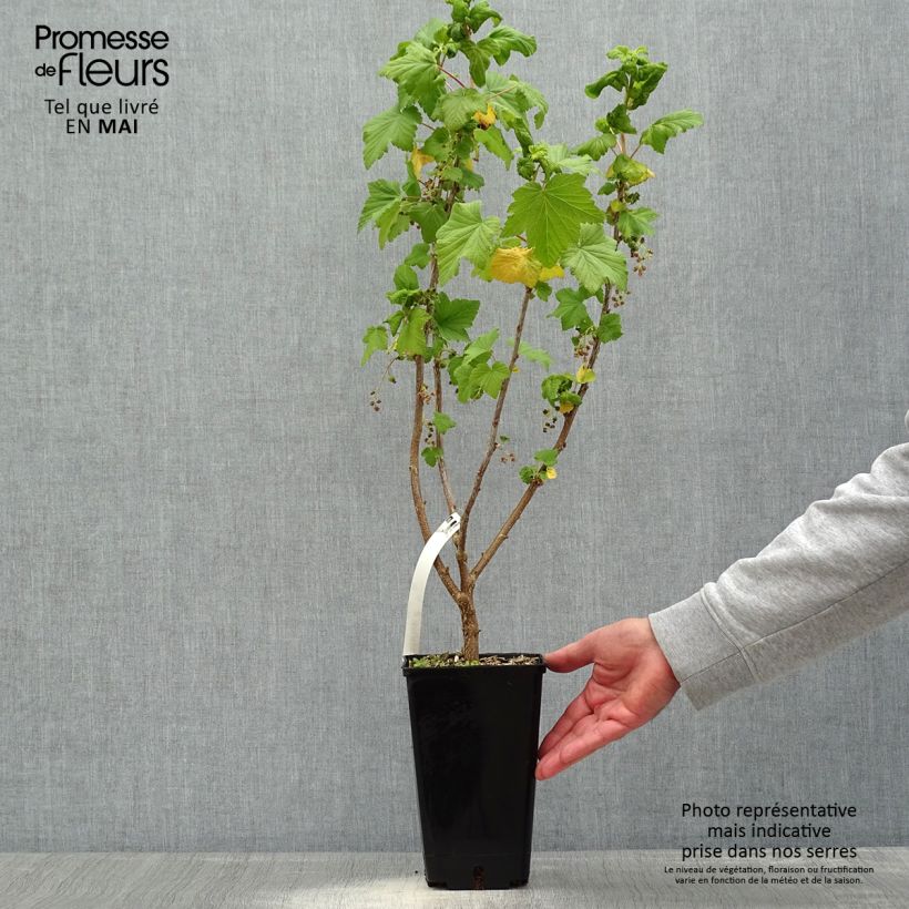 Example of Ribes nero Troll Vaso da 2L/3L, A cespuglio as you get in printemps