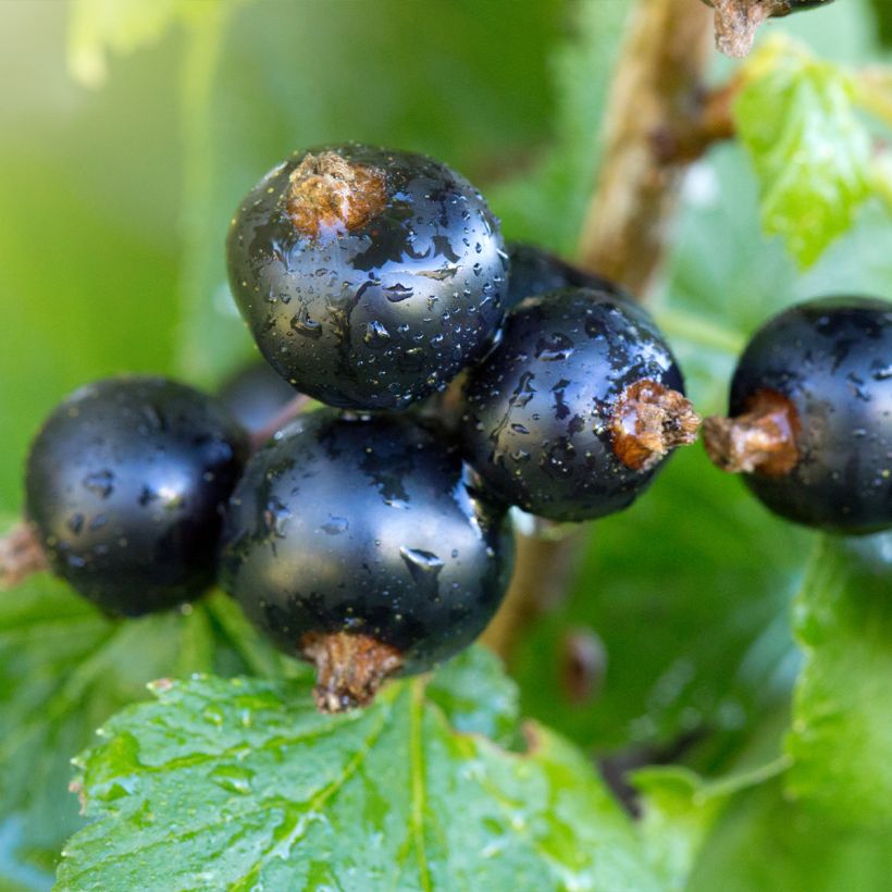 Ribes nero Troll (Harvest)