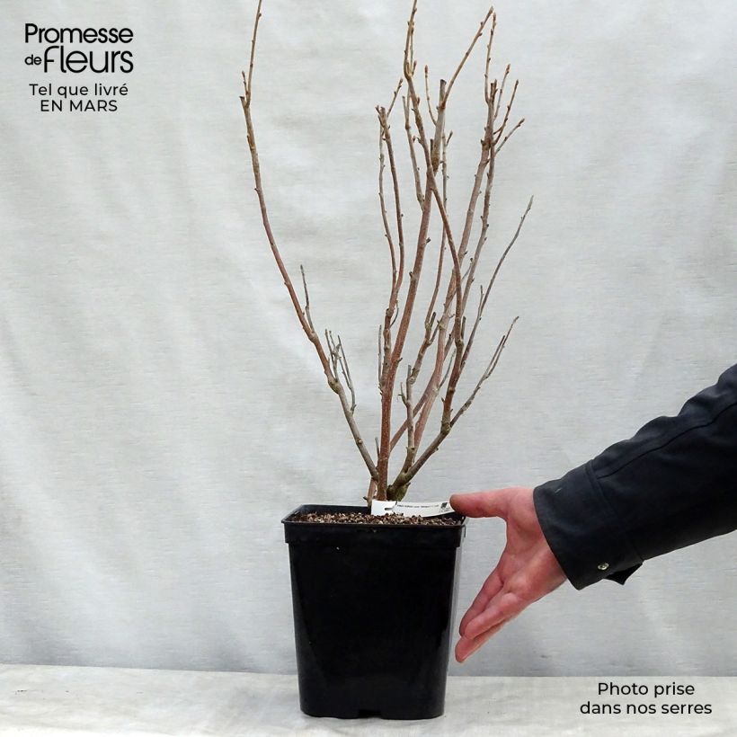 Ribes nero Wellington Vaso da 1,5L/2L, A cespuglio esemplare consegnato in primavera