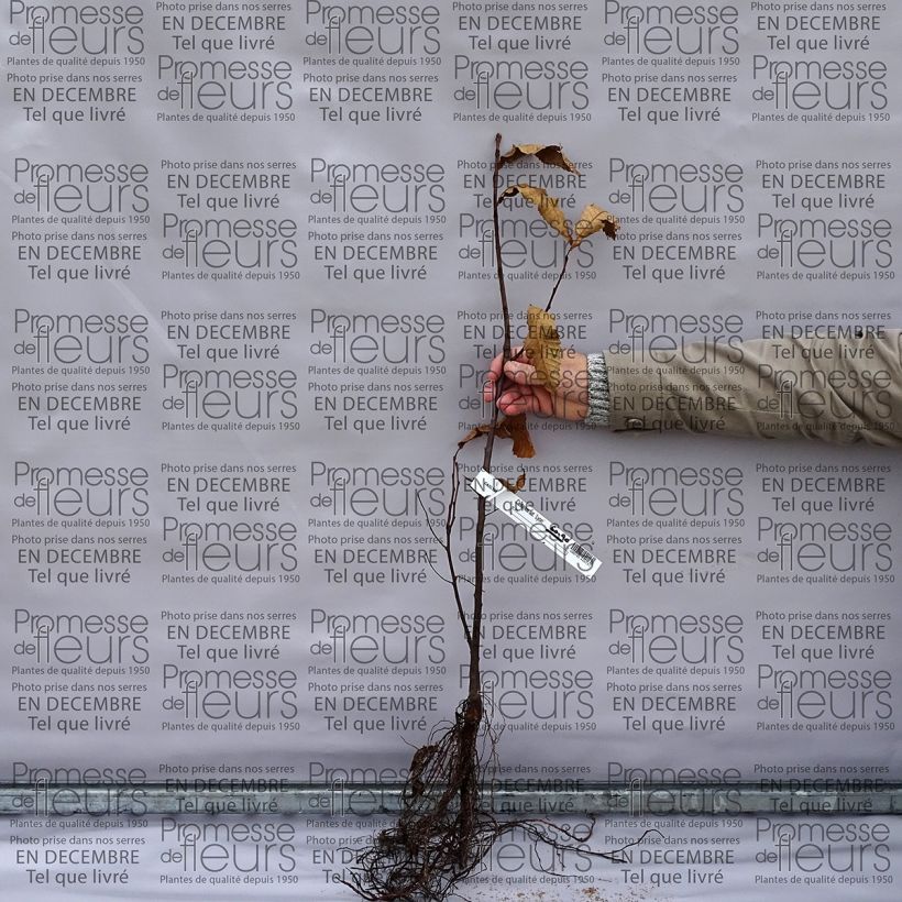 Esempio di esemplare Castanea sativa - Castagno Piante piccole a radice nuda come consegnato