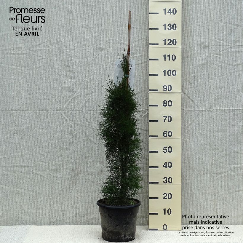 Casuarina equisetifolia Vaso da 7,5L/10L esemplare consegnato in primavera