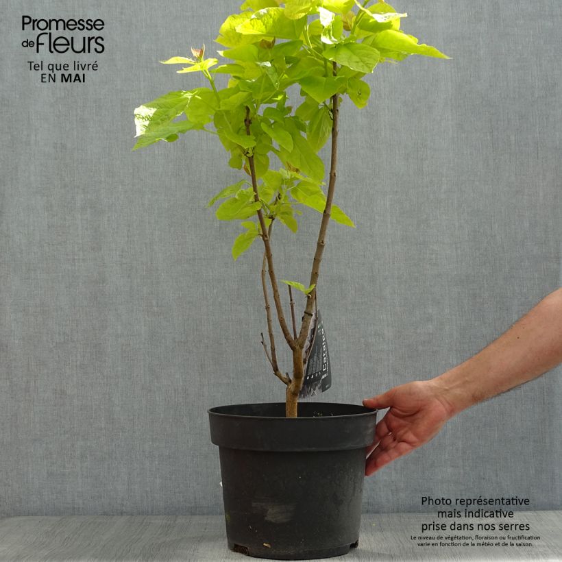 Example of Catalpa bignonioides Aurea - Albero dei sigari Vaso da 4L/5L as you get in printemps