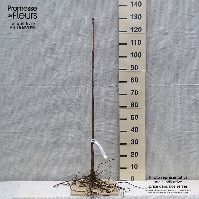 Catalpa bignonioides - Albero dei sigari Piante piccole a radice nuda esemplare consegnato in inverno