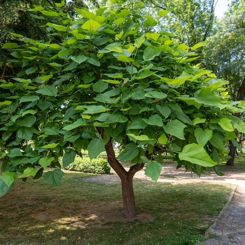 Catalpa bignonioides (semi) - Albero dei sigari (Porto)