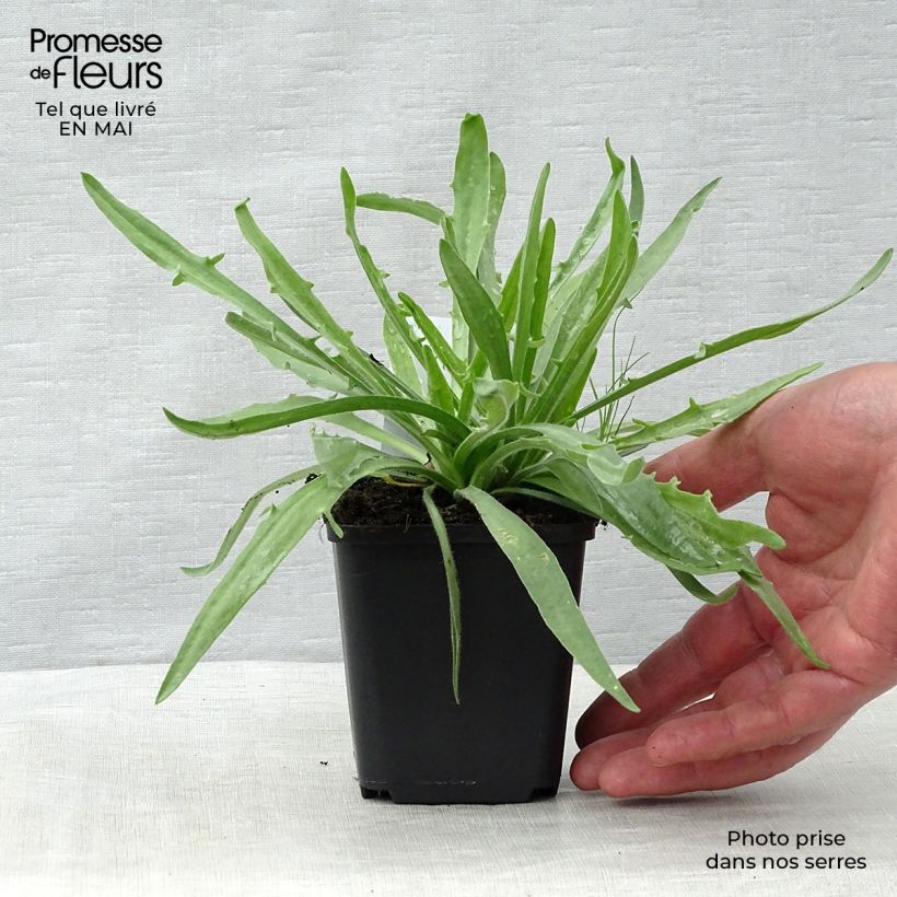 Catananche caerulea Alba - Cupidone azzurro Vasetto da 8/9 cm esemplare consegnato in primavera