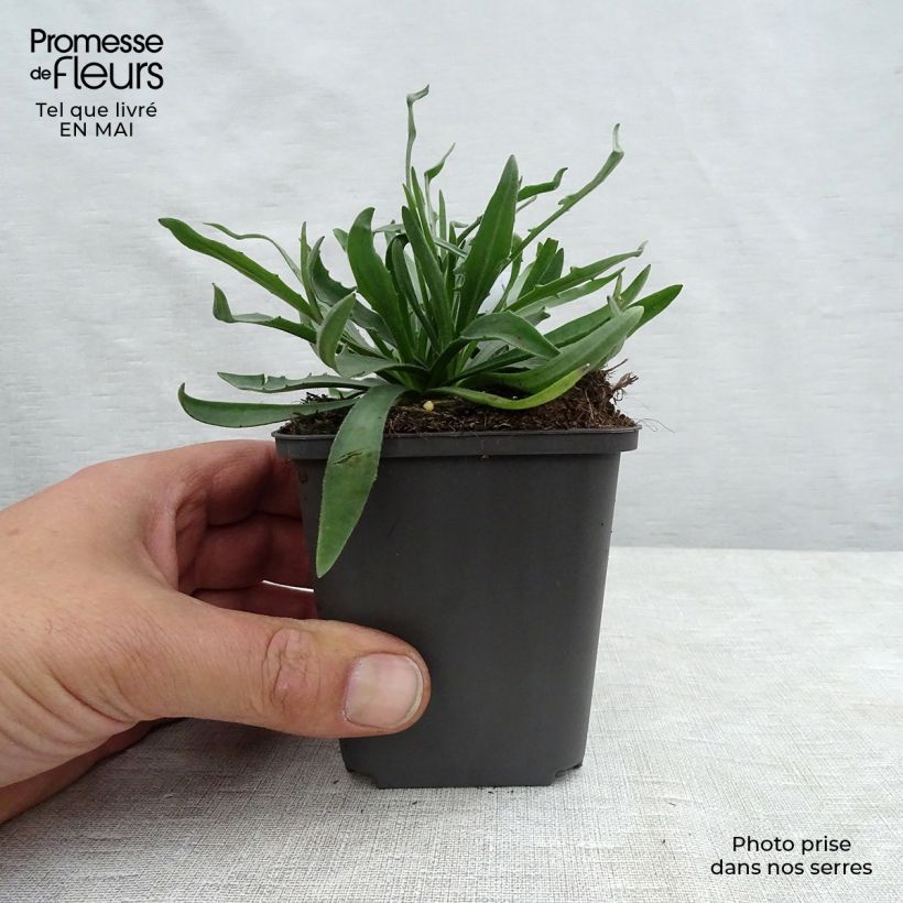 Catananche caerulea - Cupidone azzurro Vasetto da 7/8 cm esemplare consegnato in primavera