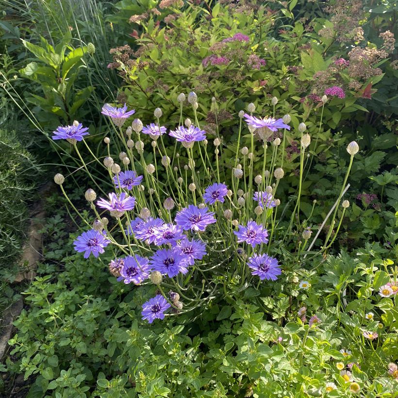 Catananche caerulea - Cupidone azzurro (Porto)