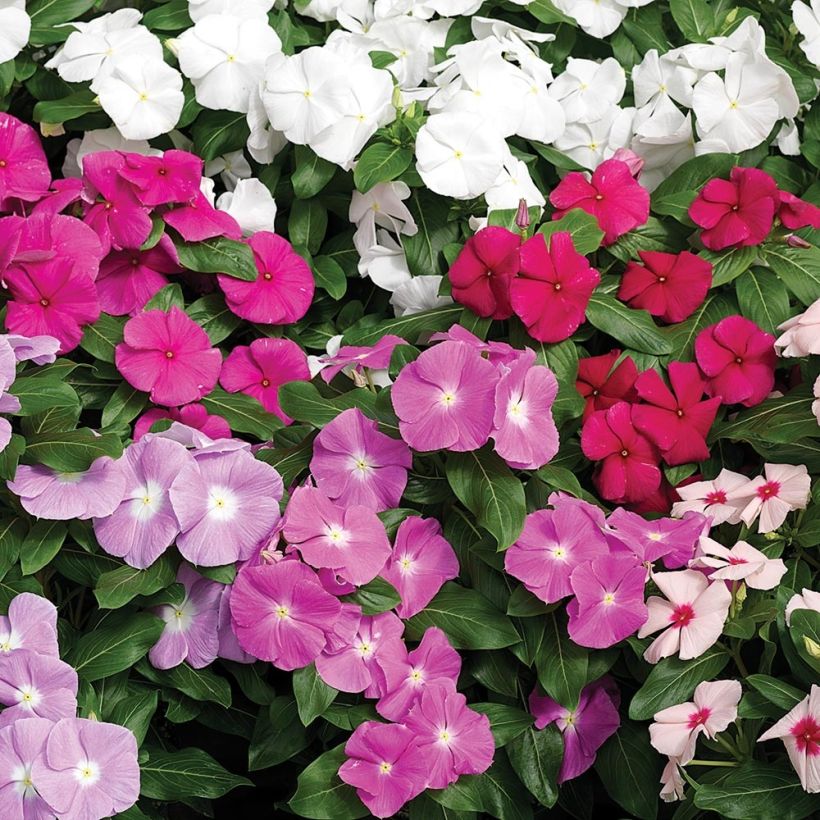 Catharanthus roseus Cora Cascade Mix - Pervinca del Madagascar (Fioritura)