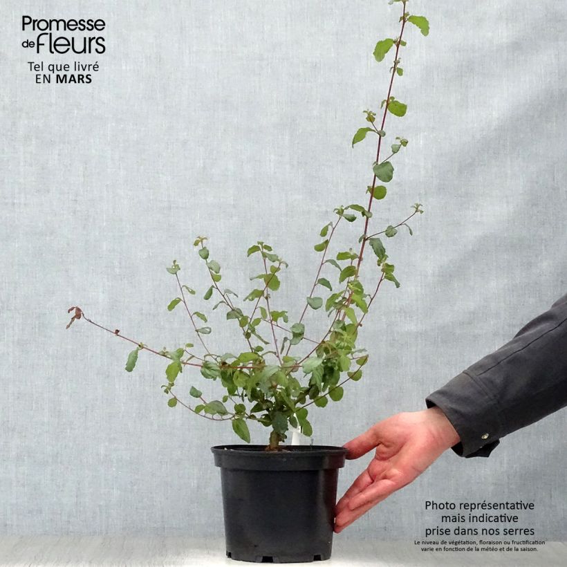 Example of Ceanothus Autumnal Blue Vaso da 2L/3L as you get in printemps