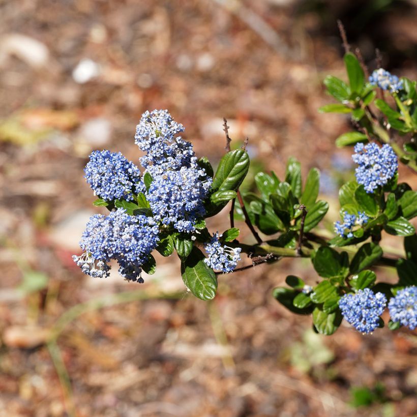 Ceanothus thyrsiflorus var. repens Blue Sapphire (Flowering)