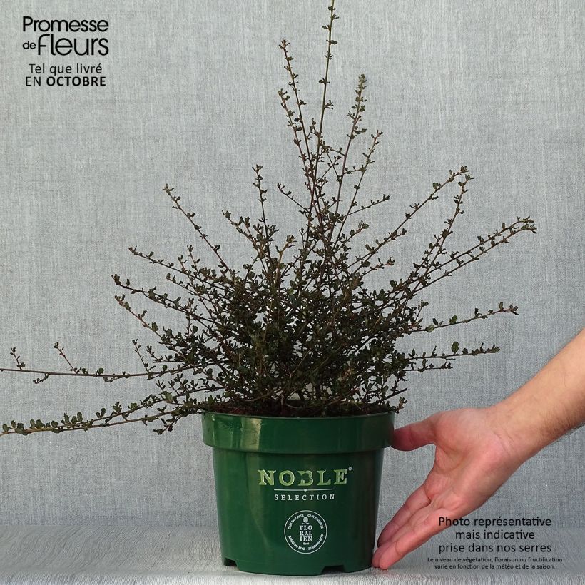Esemplare di Ceanothus thyrsiflorus var. repens Blue Sapphire Vaso da 2L/3L come consegnato in autunno