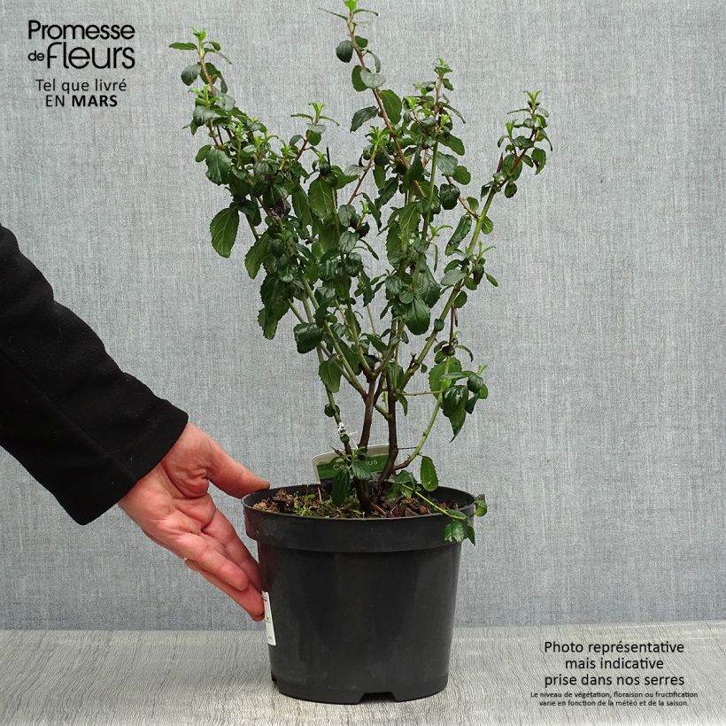 Example of Ceanothus Burkwoodii Vaso da 2L/3L as you get in printemps