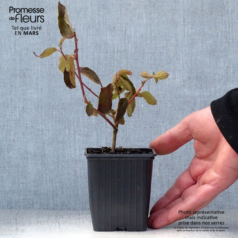 Example of Ceanothus delilianus Gloire de Versailles Vasetto da 8/9 cm as you get in printemps