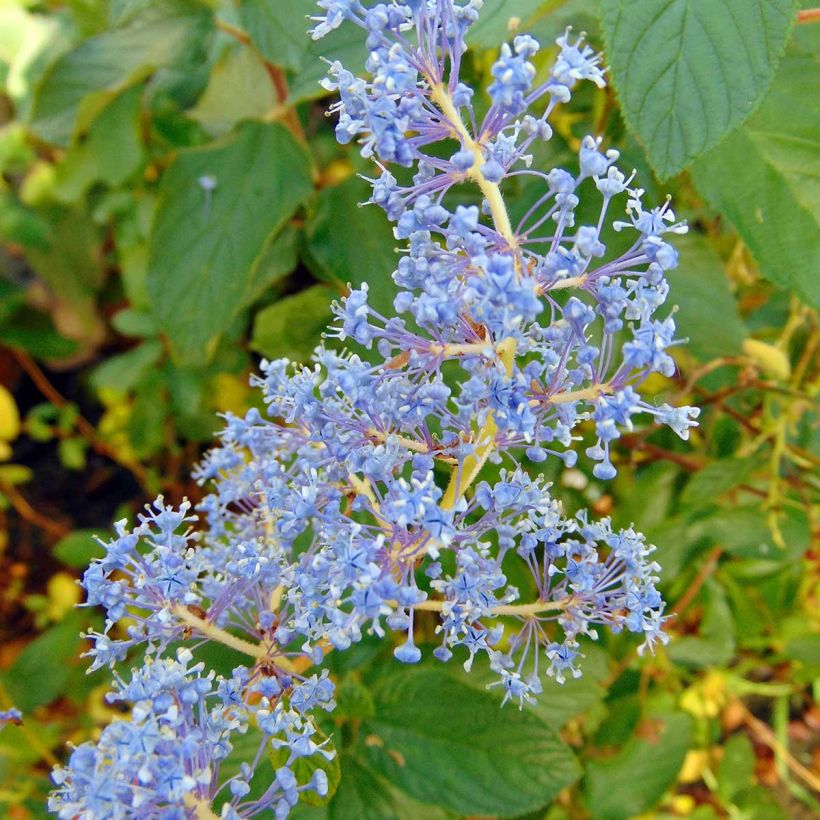 Ceanothus delilianus Gloire de Versailles (Flowering)
