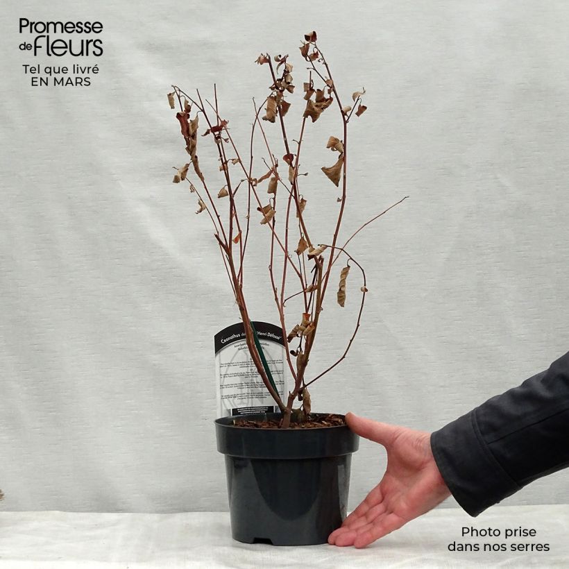 Example of Ceanothus delilianus Henri Desfossé Vaso da 2L/3L as you get in printemps