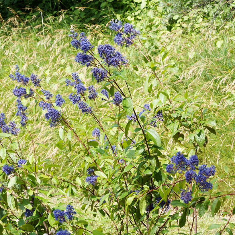 Ceanothus delilianus Henri Desfossé (Plant habit)