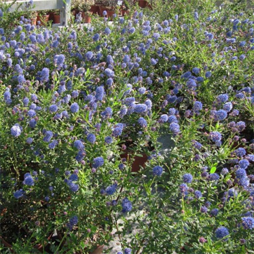 Ceanothus foliosus Italian Skies (Plant habit)