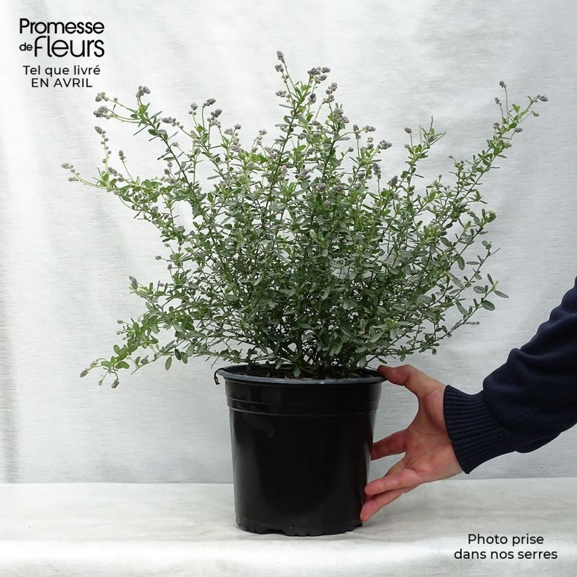 Example of Ceanothus foliosus Italian Skies Vaso da 4L/5L as you get in printemps