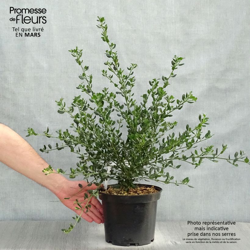 Example of Ceanothus Skylark Vaso da 4L/5L as you get in printemps