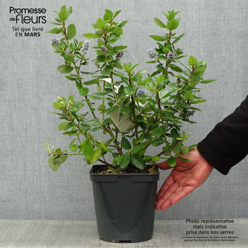 Example of Ceanothus arboreus Trewithen Blue Vaso da 4L/5L as you get in printemps