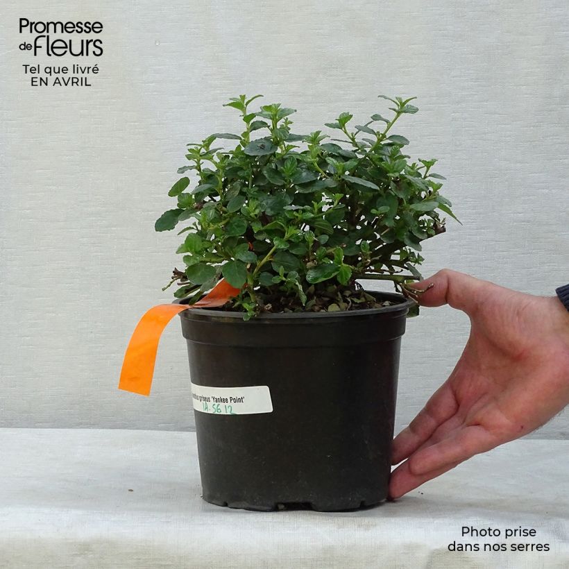 Example of Ceanothus griseus var. horizontalis Yankee Point Vaso da 2L/3L as you get in printemps