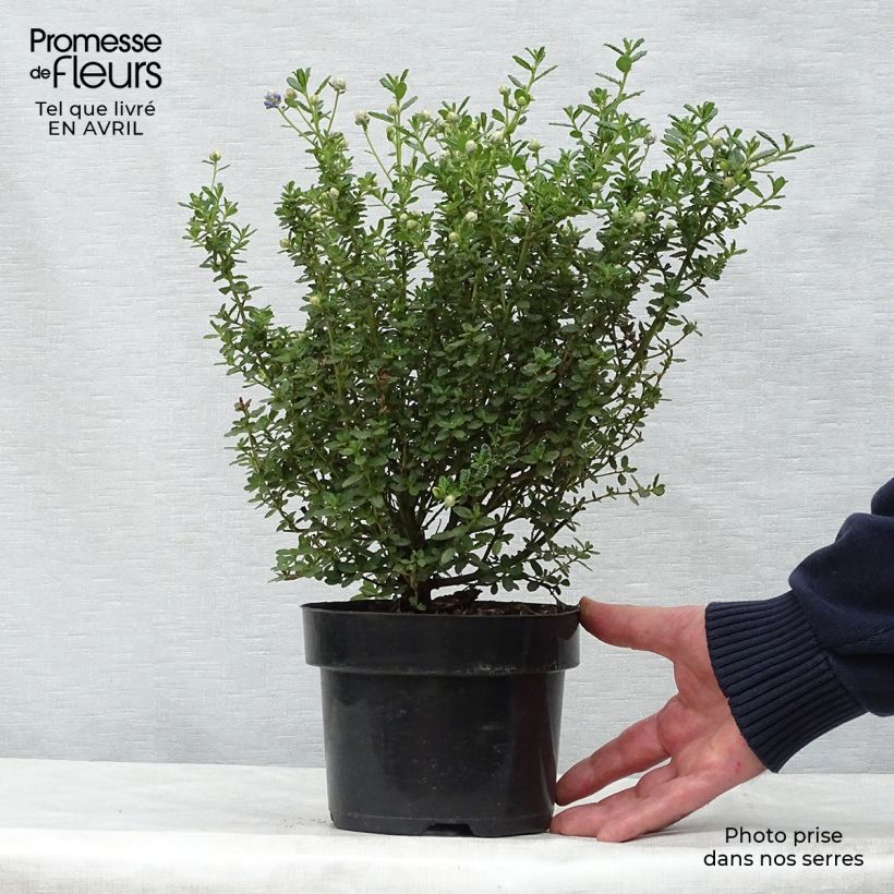 Example of Ceanothus impressus Puget Blue Vaso da 2L/3L as you get in printemps