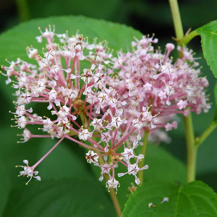 Ceanothus pallidus Marie Rose (Flowering)
