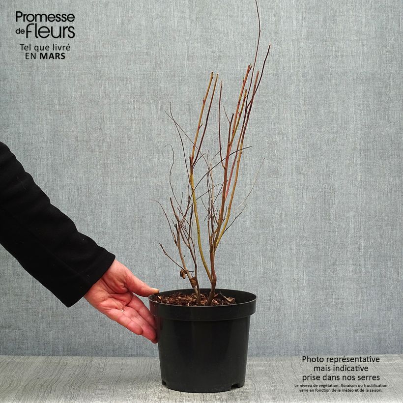 Example of Ceanothus pallidus Marie Simon Vaso da 2L/3L as you get in printemps