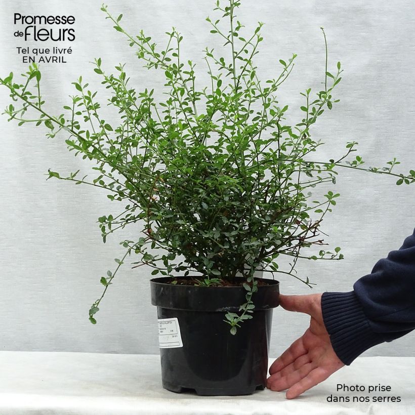 Example of Ceanothus thyrsiflorus Millerton Point Vaso da 2L/3L as you get in printemps