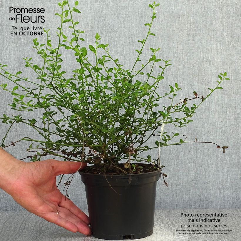 Esemplare di Ceanothus thyrsiflorus Millerton Point Vaso da 2L/3L come consegnato in autunno