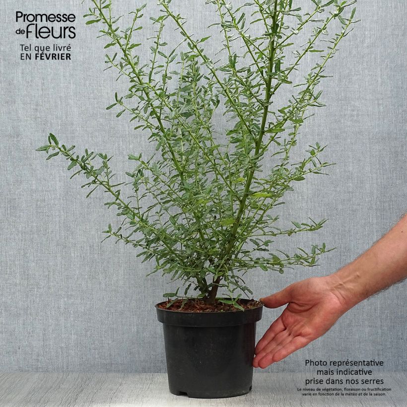 Esemplare di Ceanothus Blue Diamond Vaso da 2L/3L come consegnato in autunno
