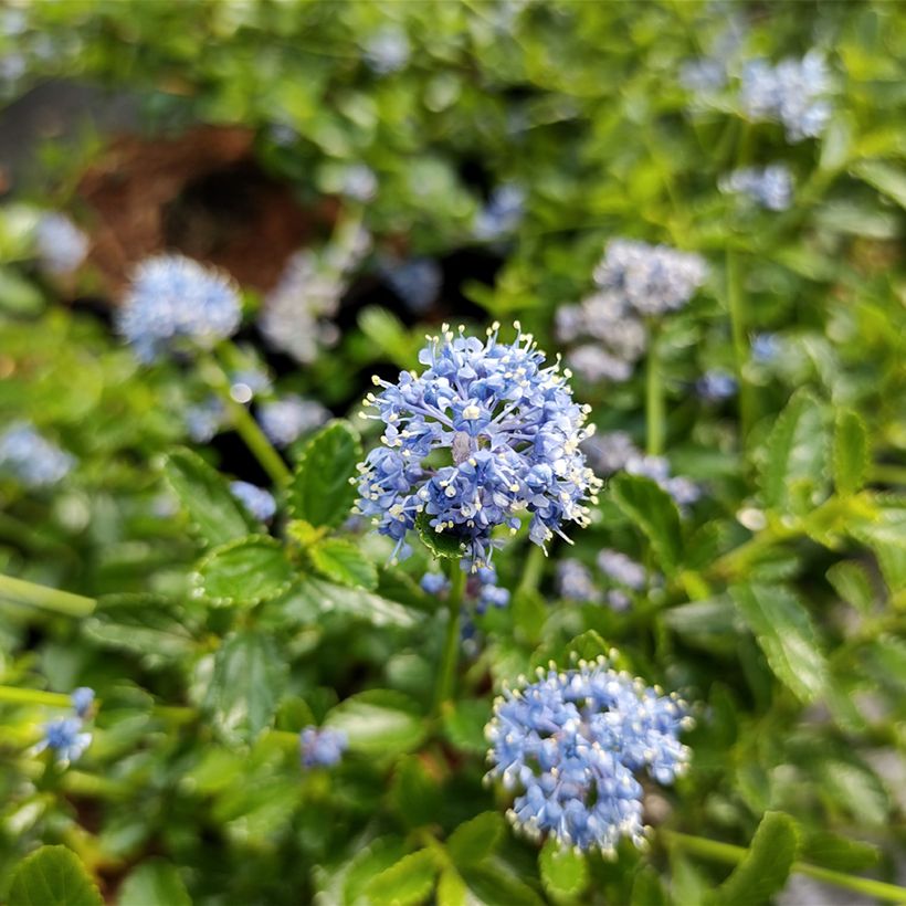 Ceanothus Blue Mound (Flowering)