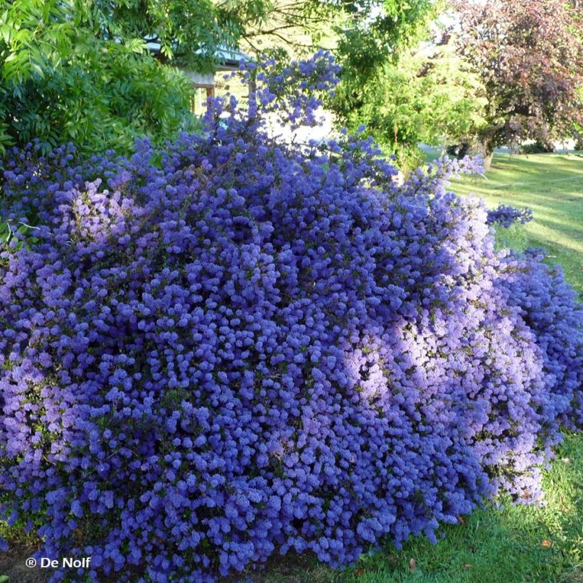 Ceanothus thyrsiflorus var. repens Blue Sapphire (Plant habit)