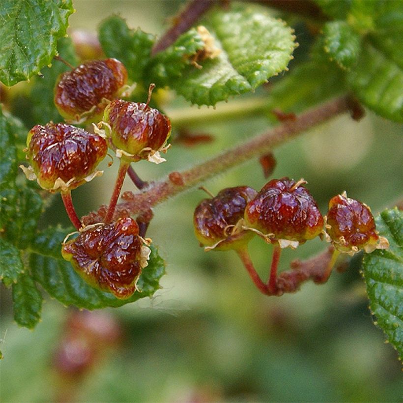 Ceanothus impressus Dark Star (Harvest)