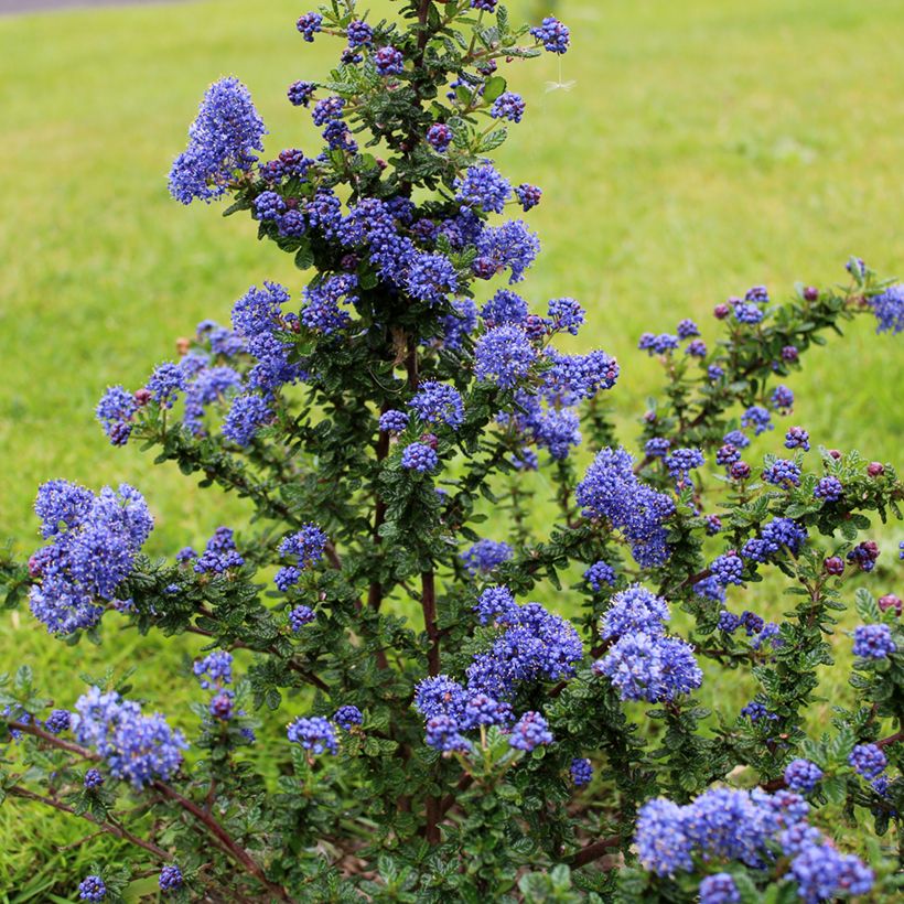 Ceanothus impressus Dark Star (Plant habit)