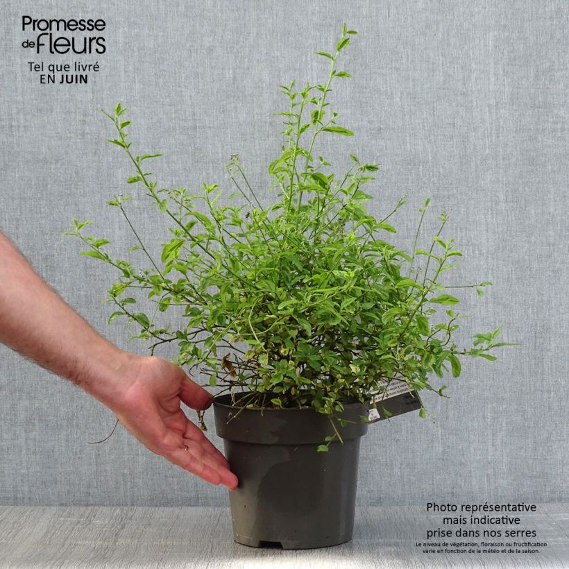 Example of Ceanothus thyrsiflorus El Dorado Vaso da 2L/3L as you get in printemps