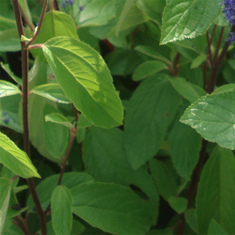 Ceanothus arboreus Concha (Foliage)