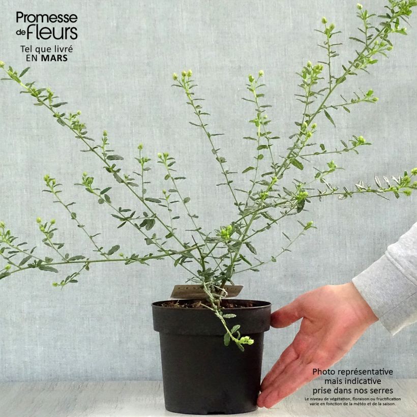 Example of Ceanothus arboreus Concha Vaso da 2L/3L as you get in printemps