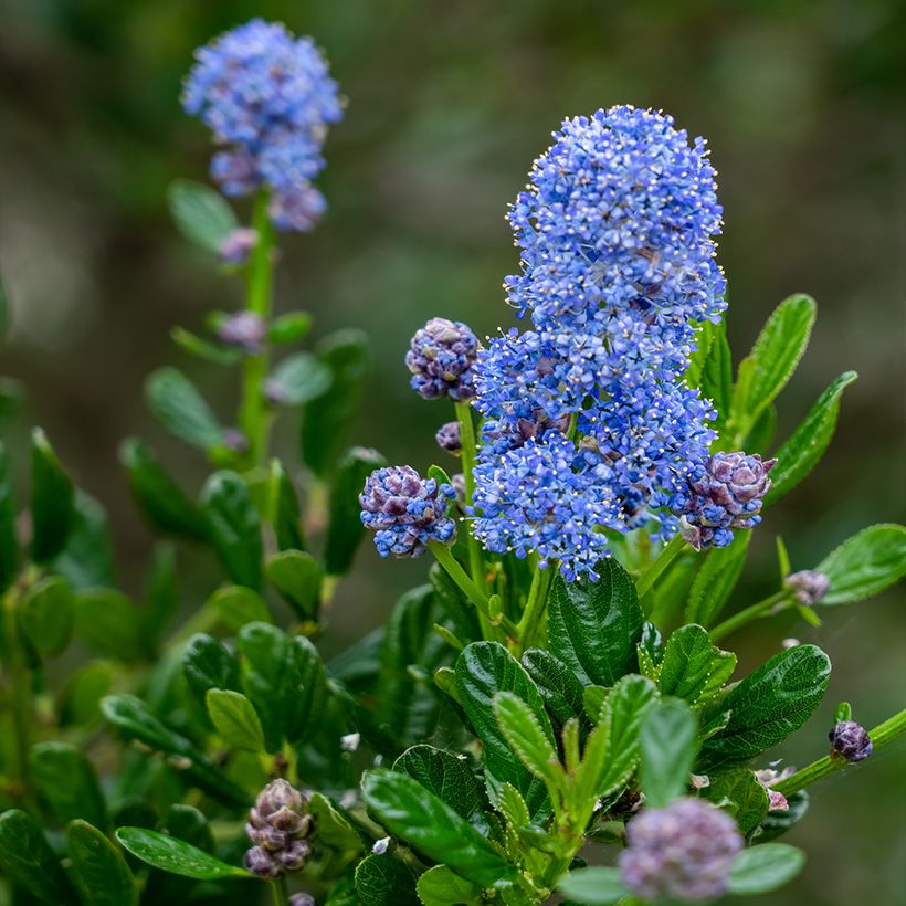 Ceanothus arboreus Concha (Flowering)