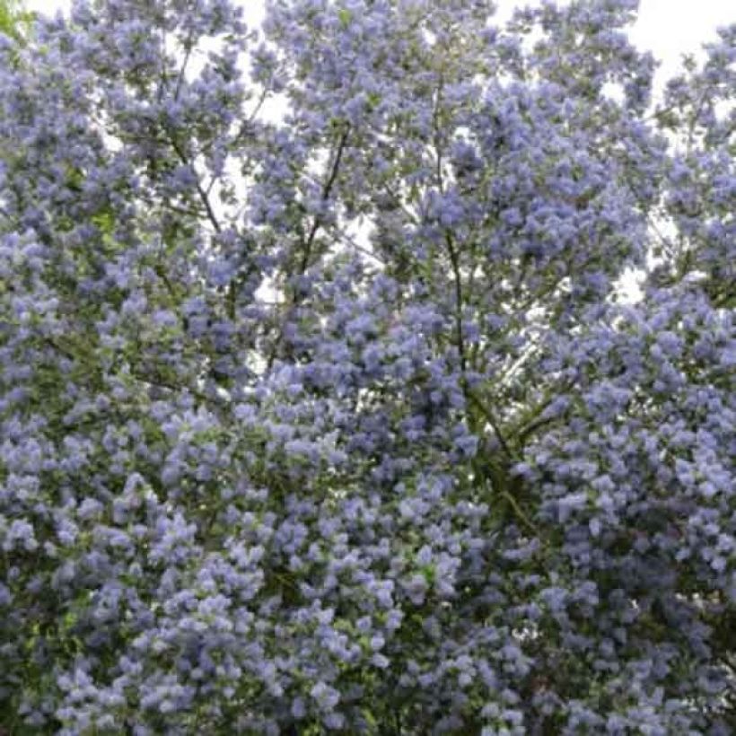 Ceanothus arboreus Trewithen Blue (Plant habit)
