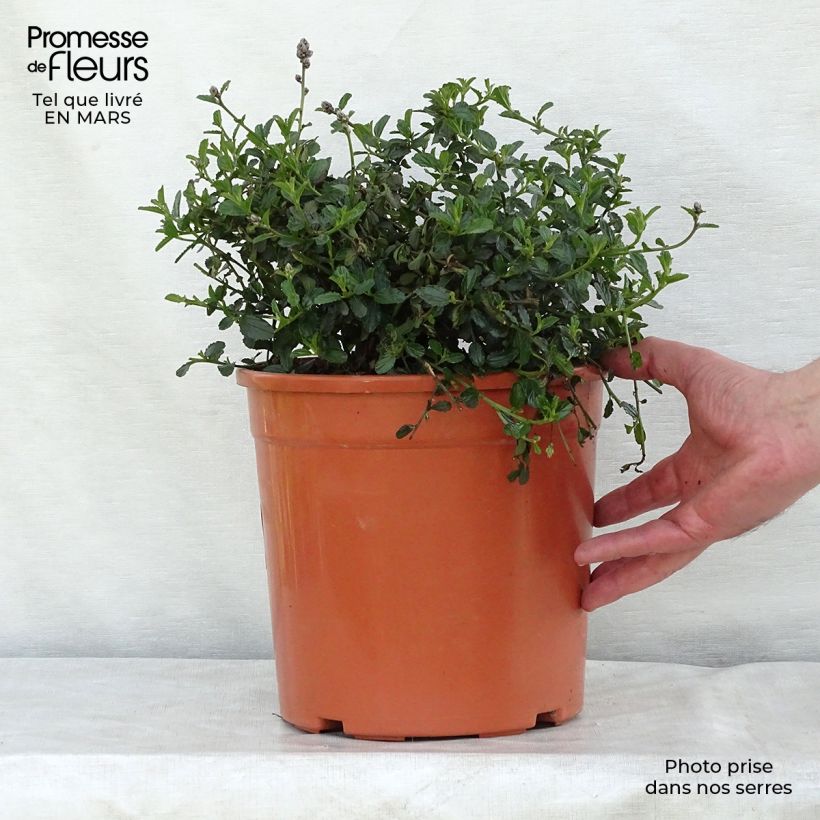 Example of Ceanothus thyrsiflorus Repens Vaso da 7,5L/10L as you get in printemps