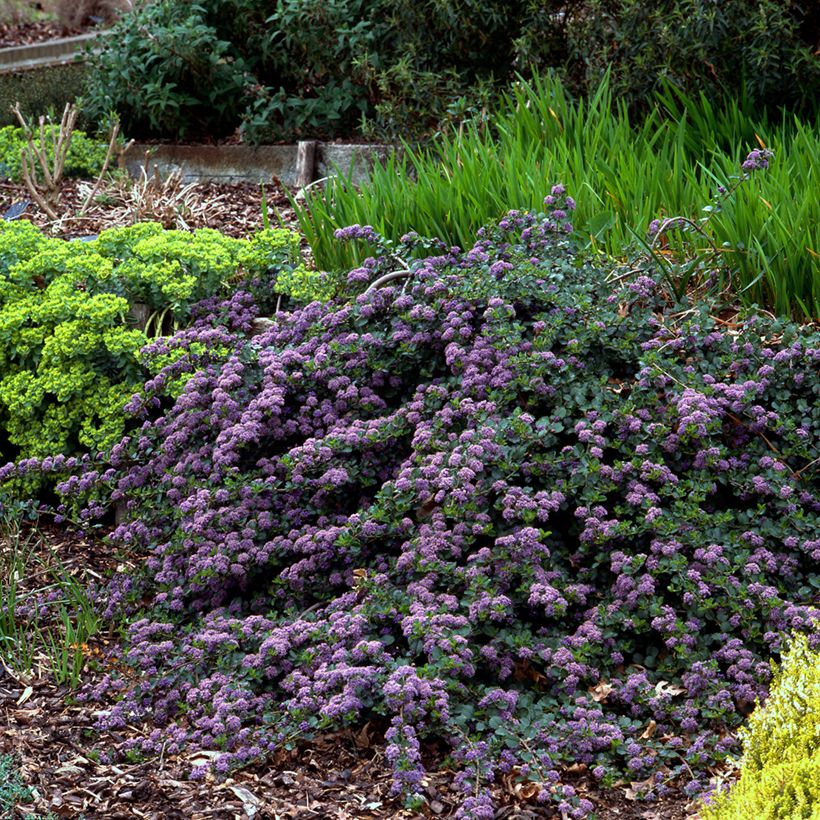 Ceanothus thyrsiflorus Repens (Plant habit)