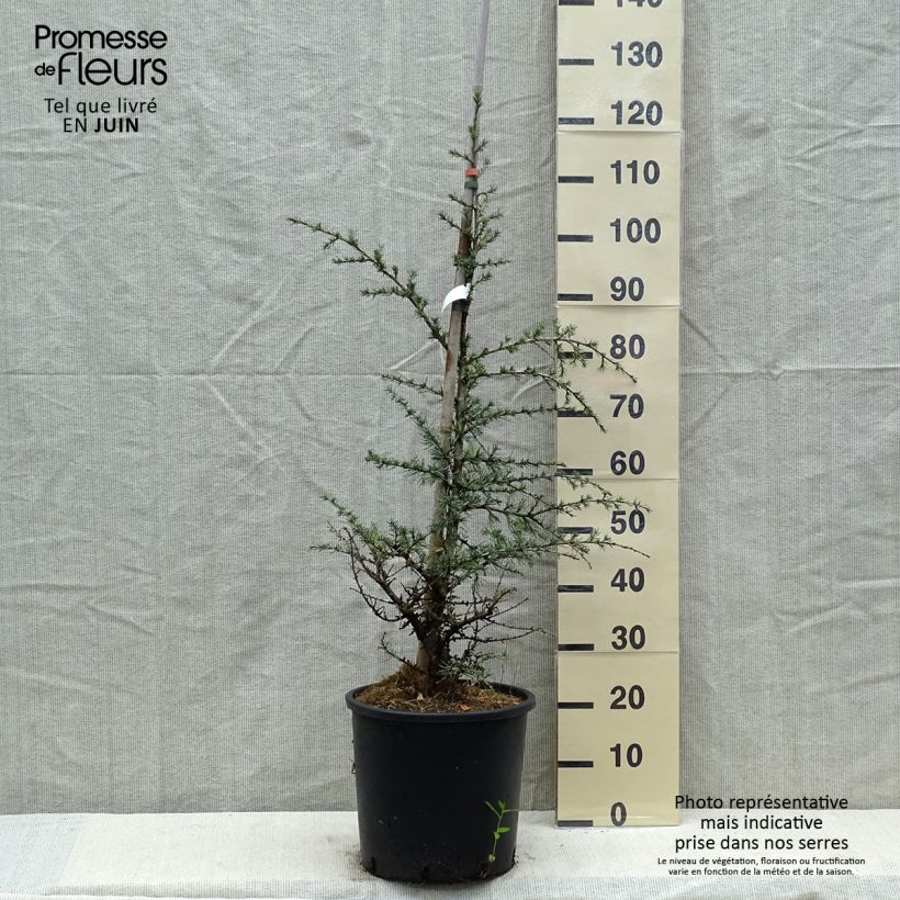 Example of Cedrus libani subsp. atlantica Horstmanns Silberspitz - Cedro del Libano Vaso da 12L/15L as you get in printemps