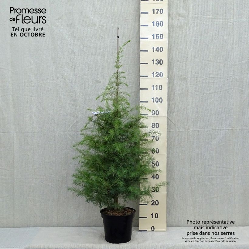 Esemplare di Cedrus deodara - Cedro dell'Himalaya Vaso da 7,5L/10L come consegnato in autunno