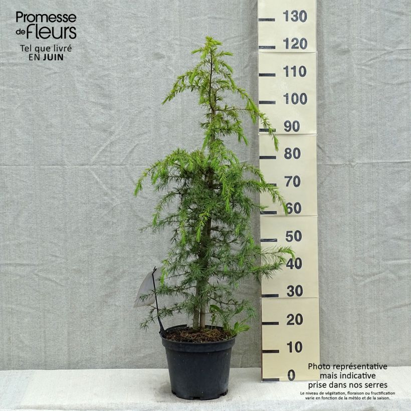 Example of Cedrus deodara - Cedro dell'Himalaya Vaso da 12L/15L as you get in printemps