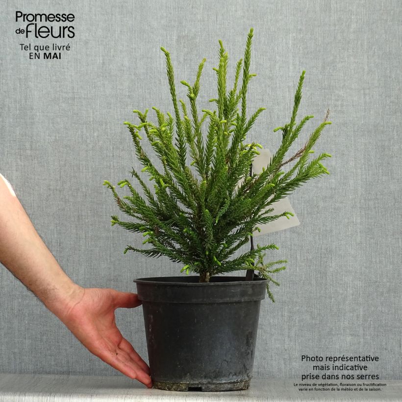 Example of Cryptomeria japonica Araucarioides - Cedro del Giappone Vaso da 4L/5L as you get in printemps
